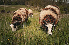 A Woolen Forest Farm