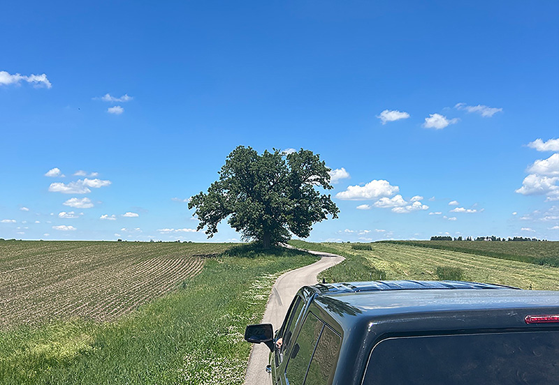 trail and trees